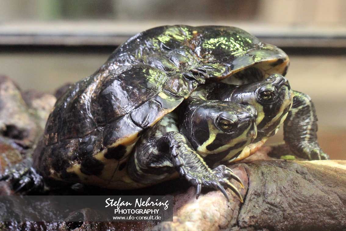 Trachemys scripta (Buchstaben-Schmuckschildkröte) Dicephalie