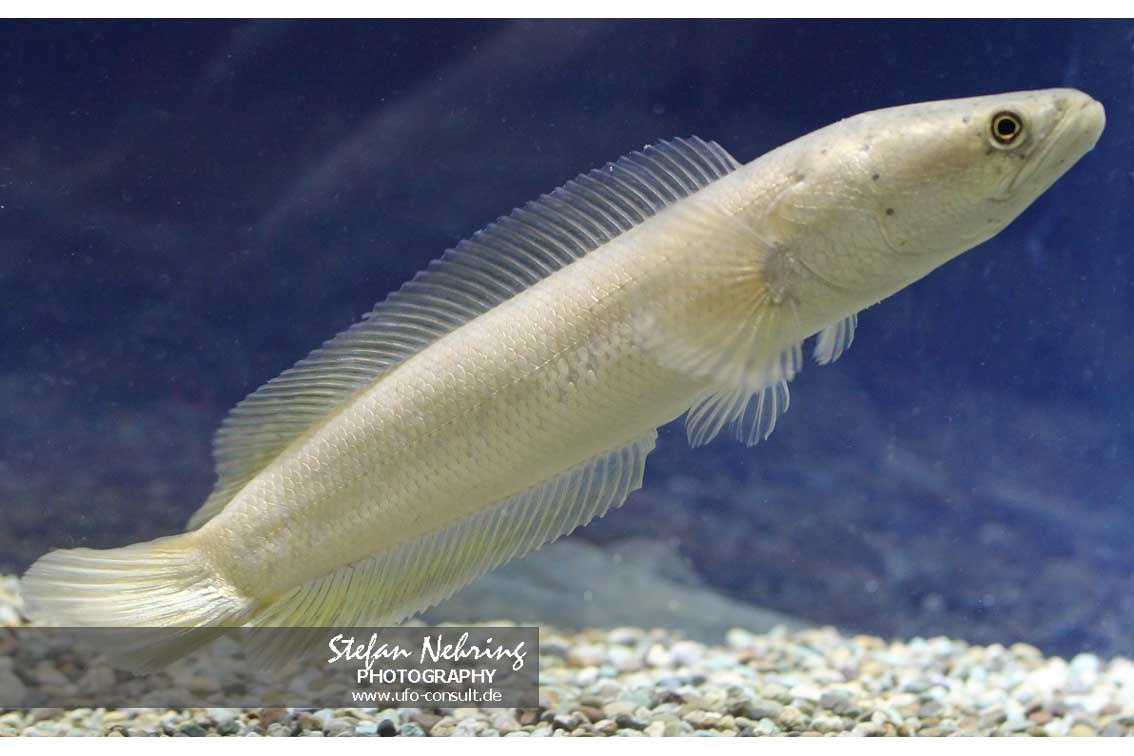Channa argus (Argus-Schlangenkopffisch)