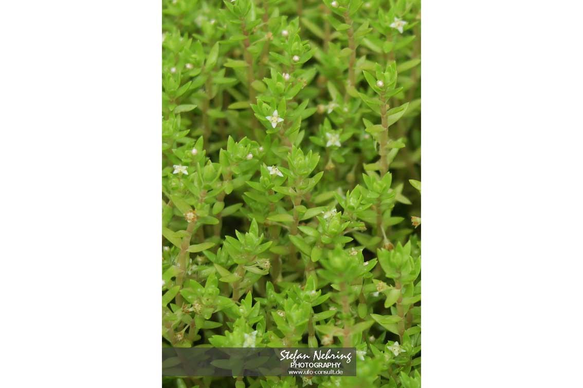 Crassula helmsii (Nadelkraut)