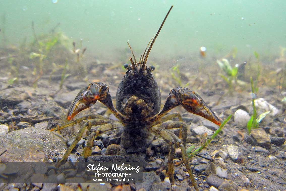 Faxonius virilis (Viril-Flusskrebs)