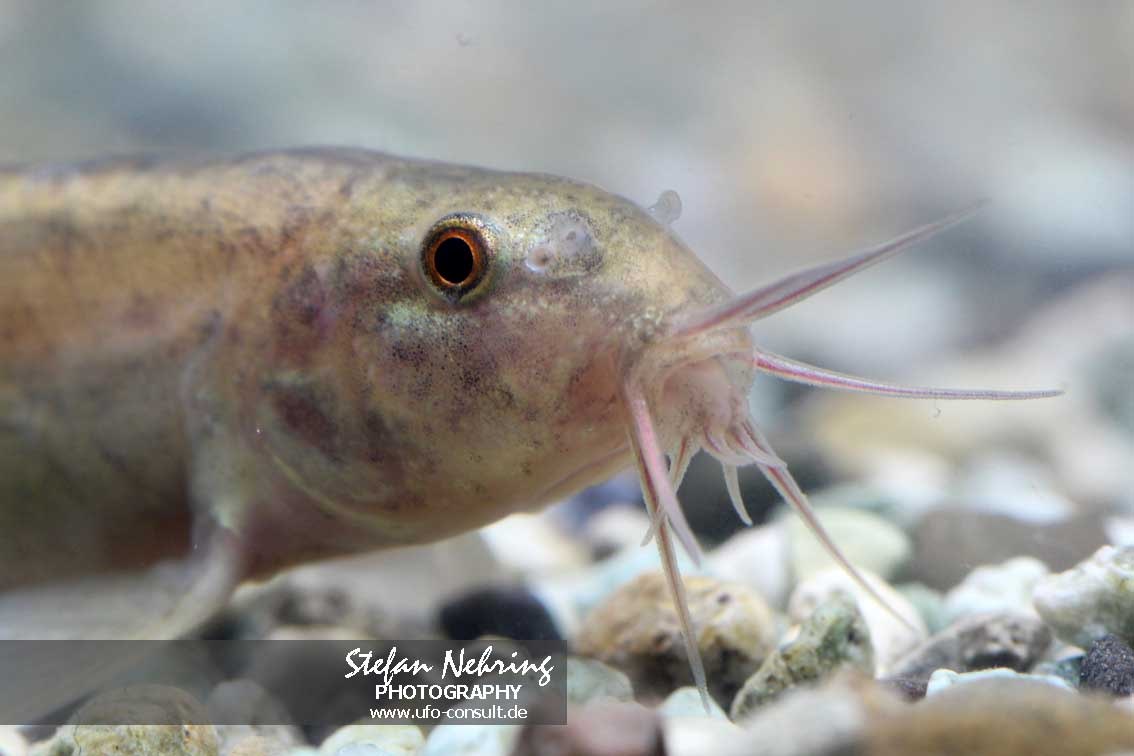 Misgurnus anguillicaudatus (Asiatischer Schlammpeitzger)