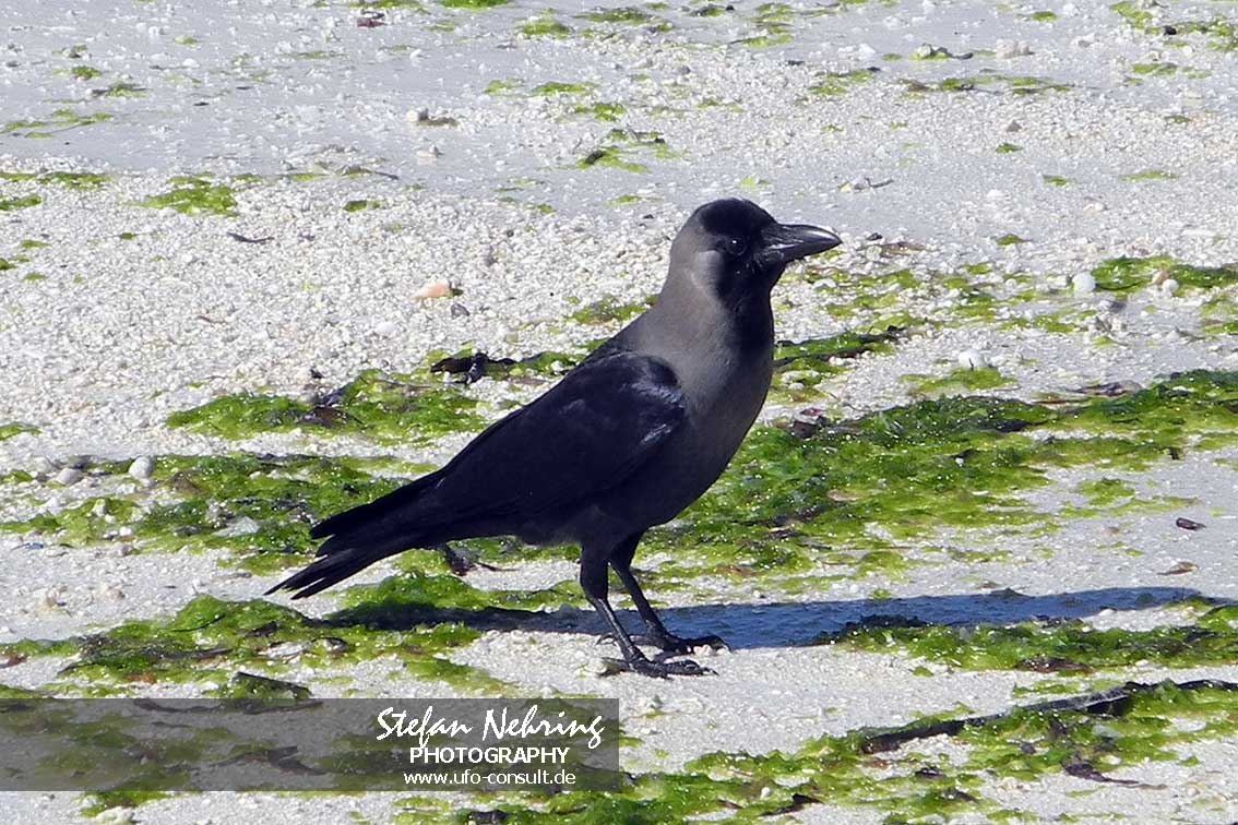 Corvus splendens (Glanzkrähe)