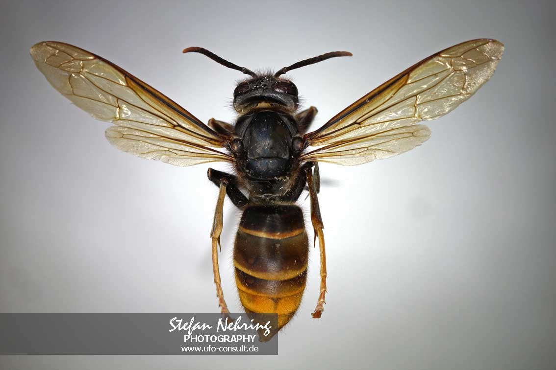 Vespa velutina nigrithorax (Asiatische Hornisse)