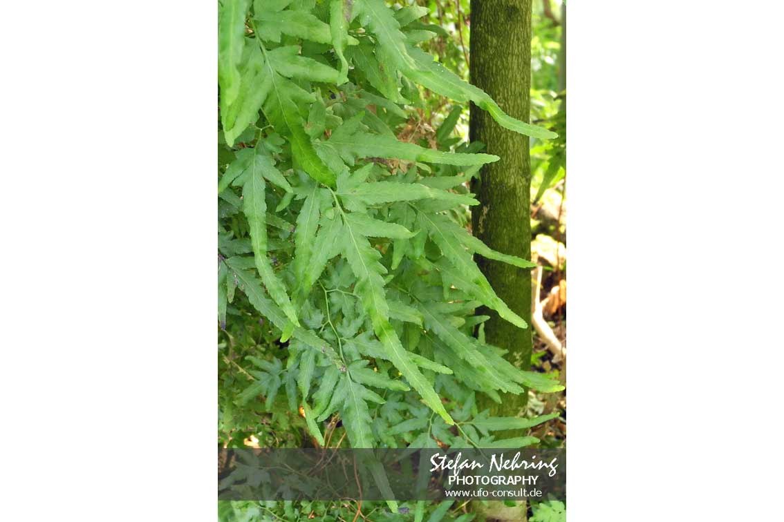 Lygodium japonicum (Japanischer Kletterfarn)