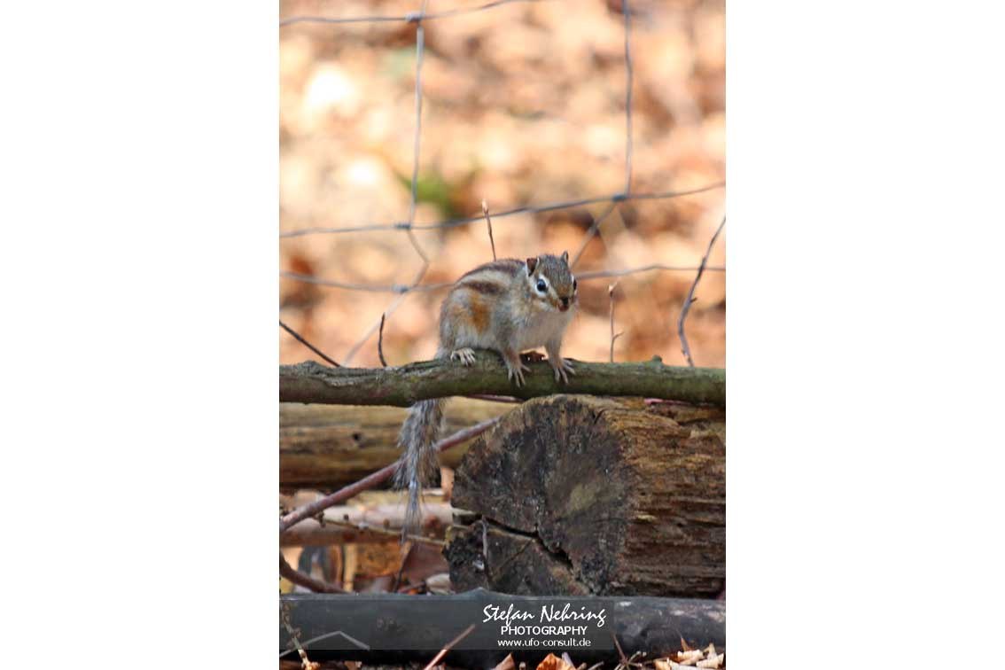 Tamias sibiricus (Sibirisches Streifenhörnchen)