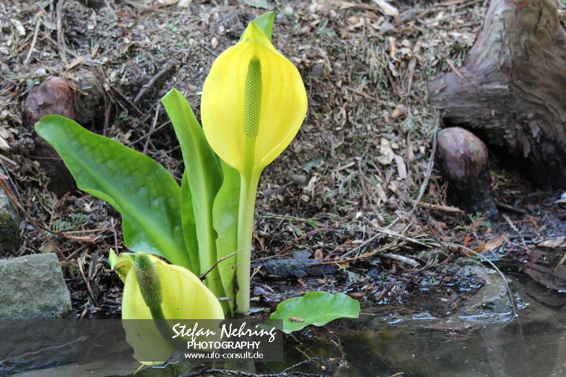Lysichiton americanus (Gelbe Scheincalla)