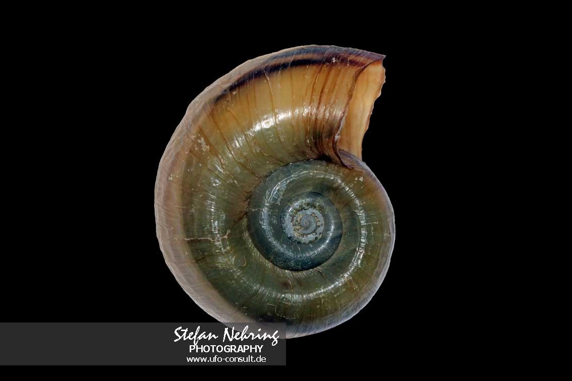 Marisa cornuarietis (Paradiesschnecke)