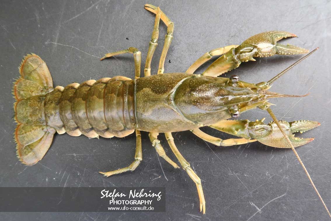 Faxonius immunis (Kalikokrebs)