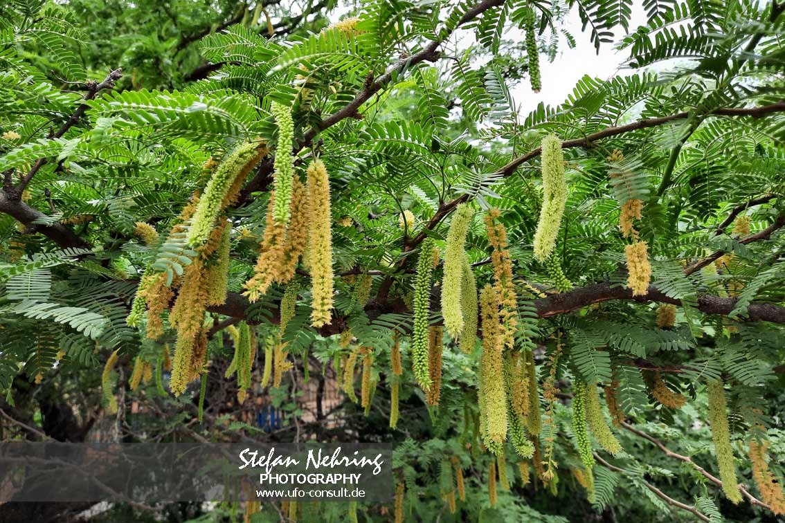 Prosopis juliflora (Mesquitebaum)