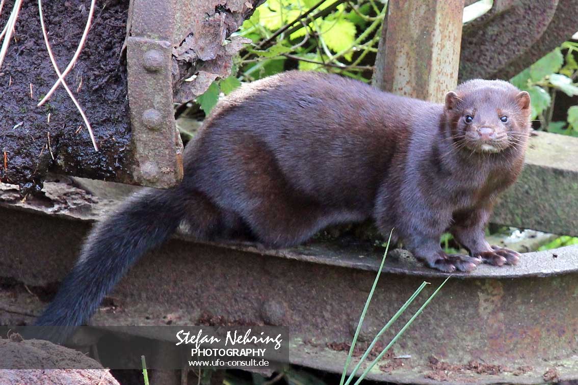 Neogale vison (Mink)