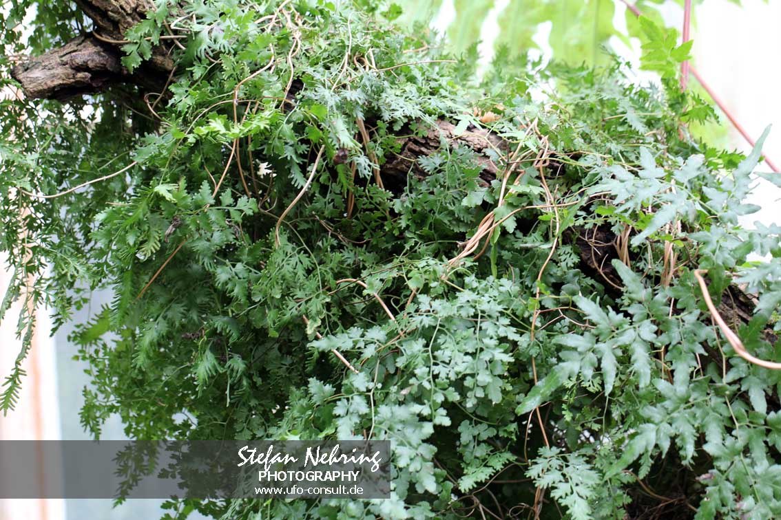 Lygodium japonicum (Japanischer Kletterfarn)