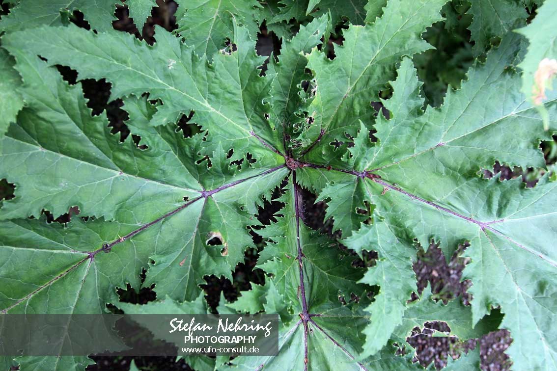 Heracleum mantegazzianum (Riesenbärenklau)