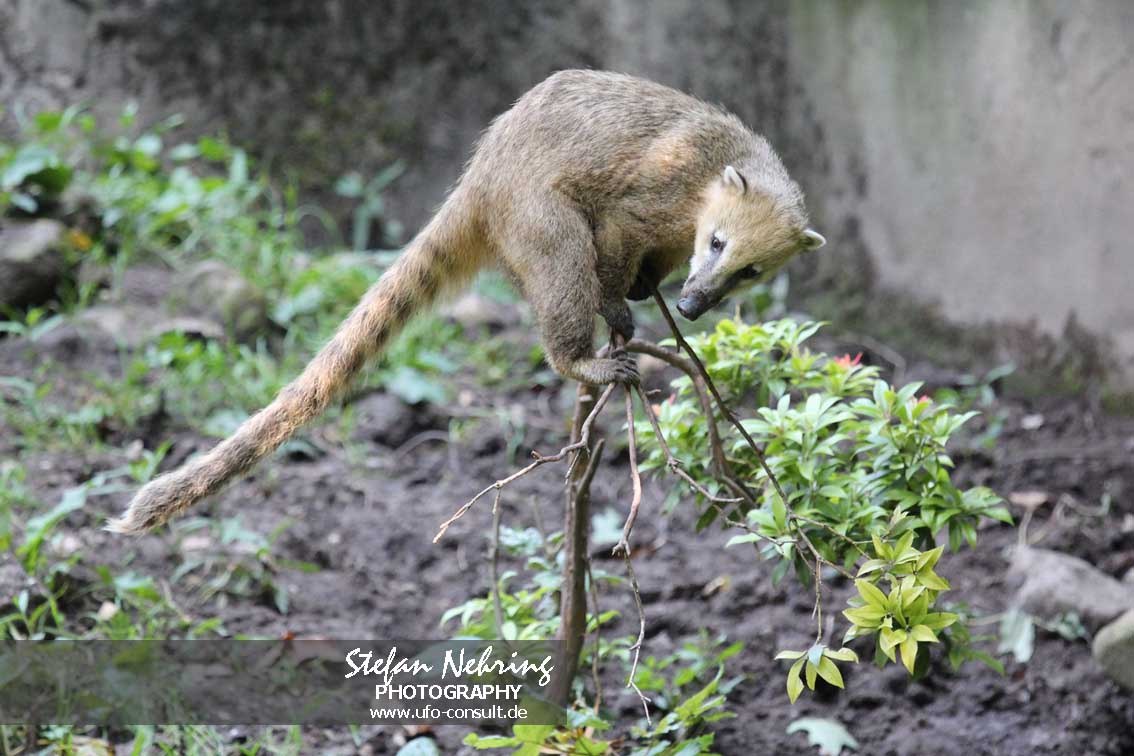 Nasua nasua (Roter Nasenbär)