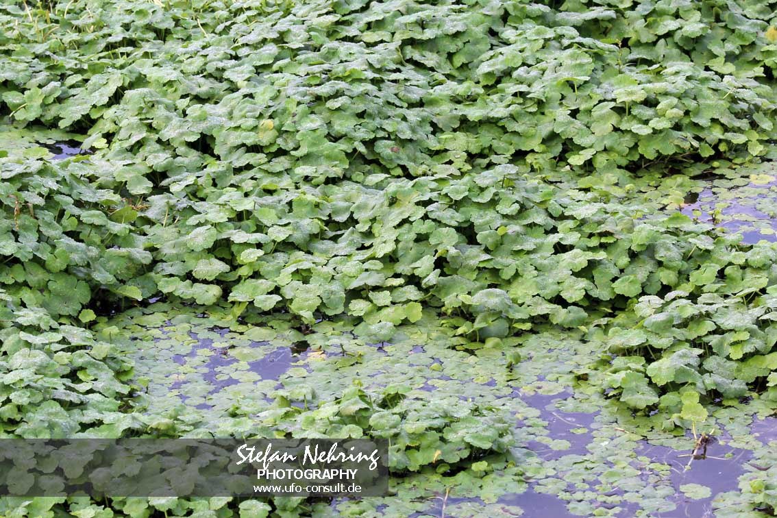 Hydrocotyle ranunculoides (Großer Wassernabel)