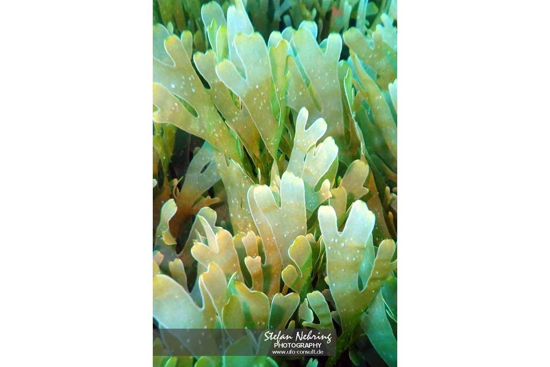 Rugulopteryx okamurae (Okamuras Braunalge)