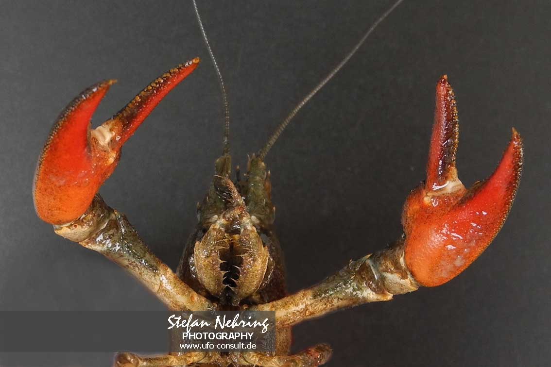 Pacifastacus leniusculus (Signalkrebs)
