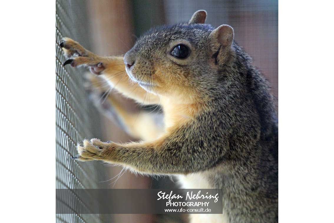 Sciurus niger (Fuchshörnchen)