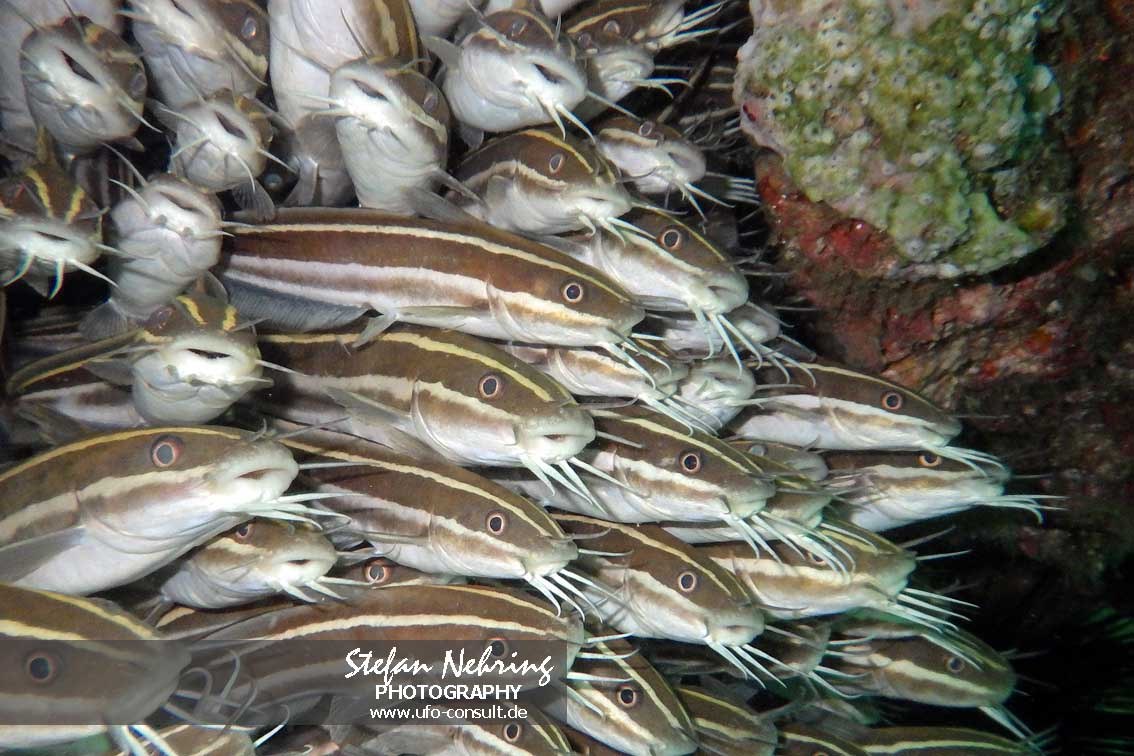Plotosus lineatus (Gestreifter Korallenwels)
