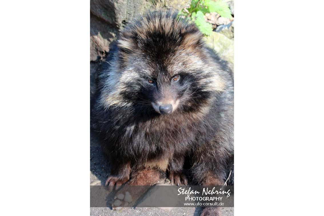 Nyctereutes procyonoides (Marderhund)