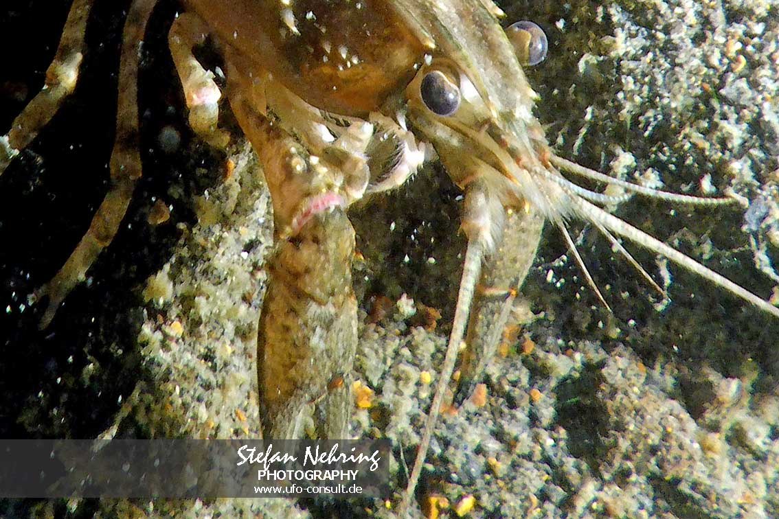 Faxonius limosus (Kamberkrebs)