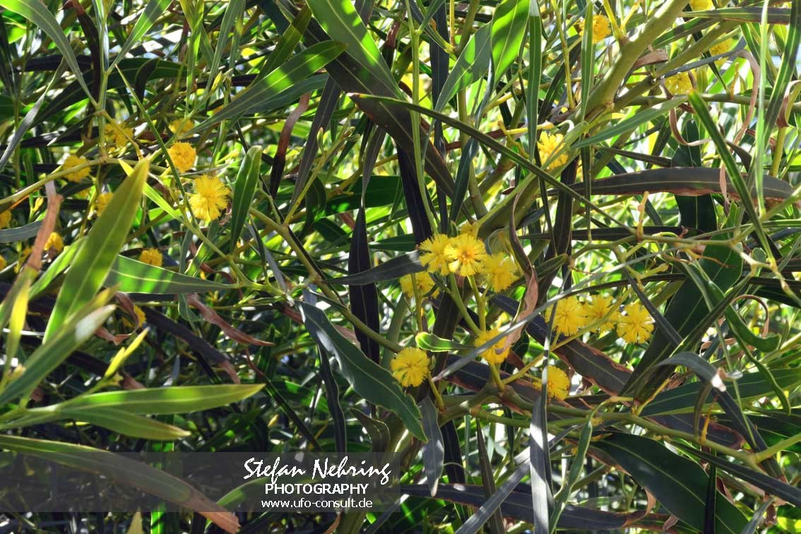 Acacia saligna (Weidenblatt-Akazie)