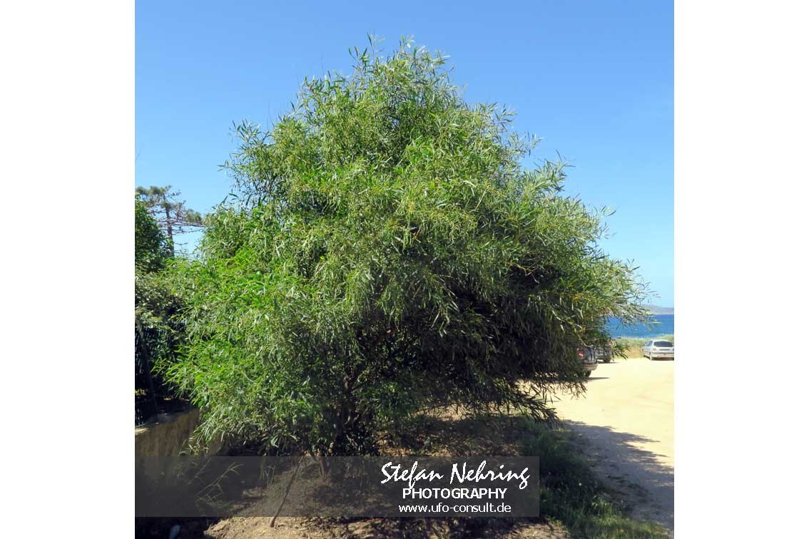 Acacia saligna (Weidenblatt-Akazie)