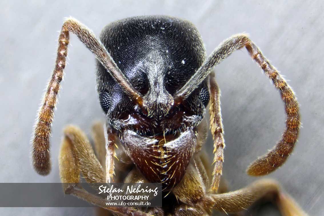 Brachyponera chinensis (Asiatische Nadelameise)