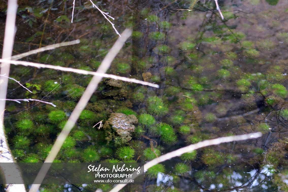 Cabomba caroliniana (Karolina-Haarnixe)