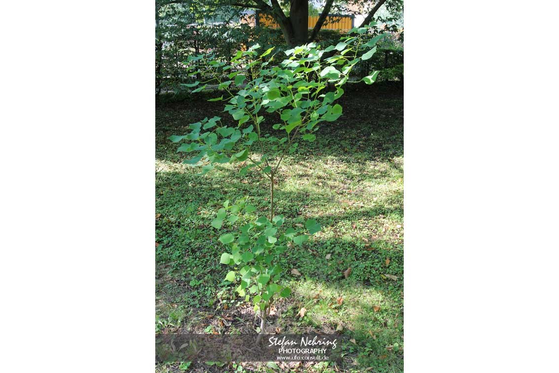 Triadica sebifera (Chinesischer Talgbaum)