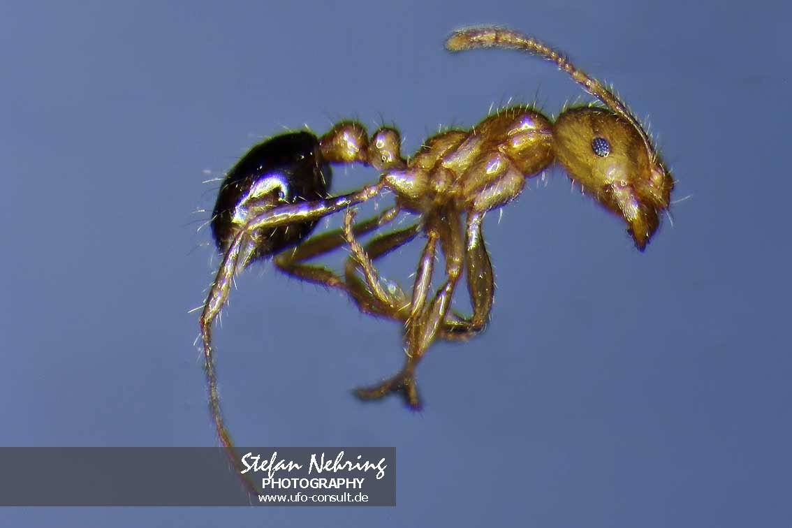 Solenopsis invicta (Rote Feuerameise)