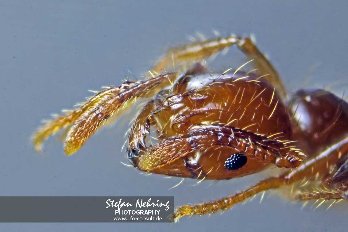 Solenopsis invicta (Rote Feuerameise)