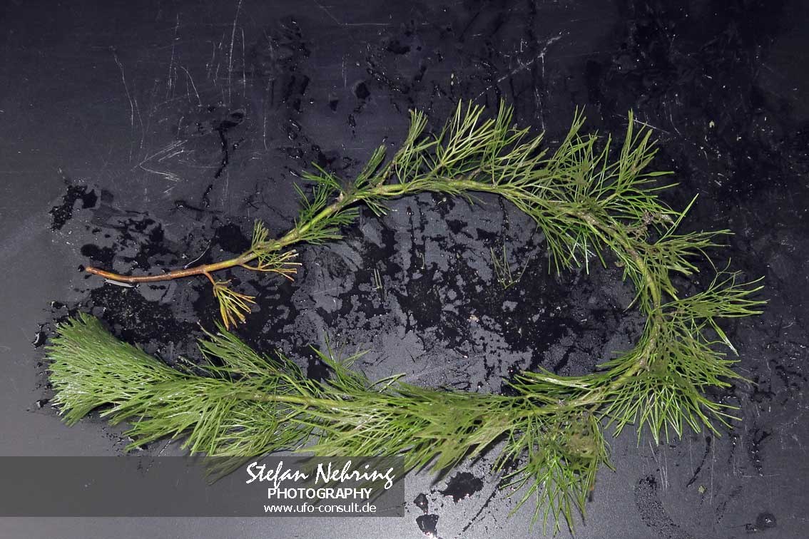 Cabomba caroliniana (Karolina-Haarnixe)