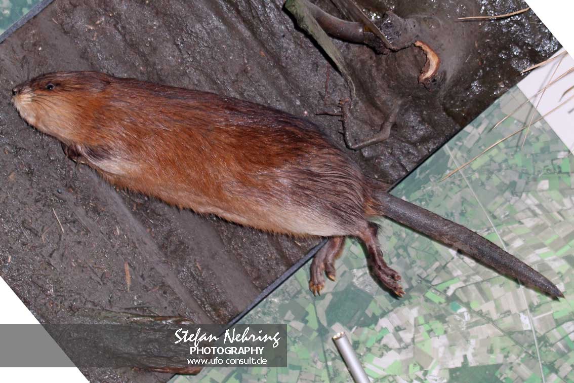 Ondatra zibethicus (Bisam)