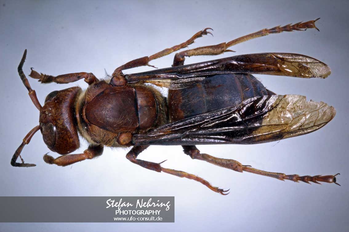 Vespa mandarinia (Asiatische Riesenhornisse)