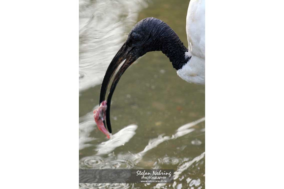 Threskiornis aethiopicus (Heiliger Ibis)