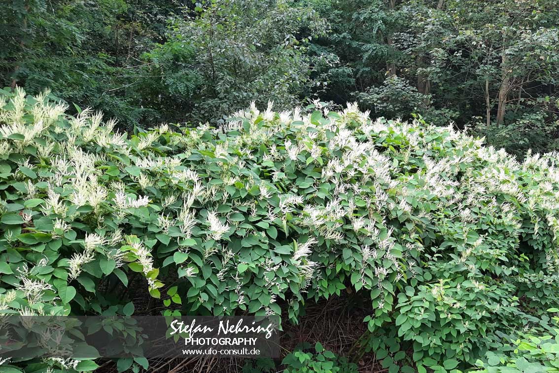 Reynoutria japonica (Japanischer Staudenknöterich)