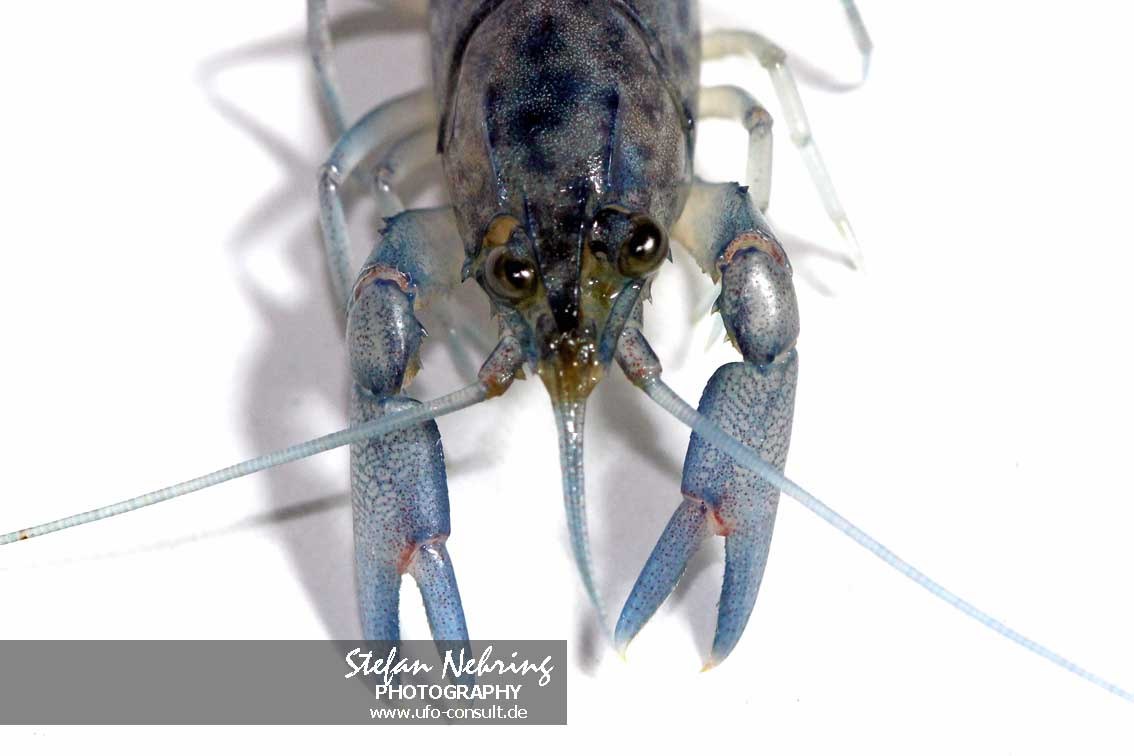 Cherax destructor (Yabby)