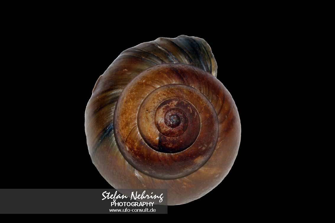 Cipangopaludina chinensis (Chinesische Sumpfdeckelschnecke)