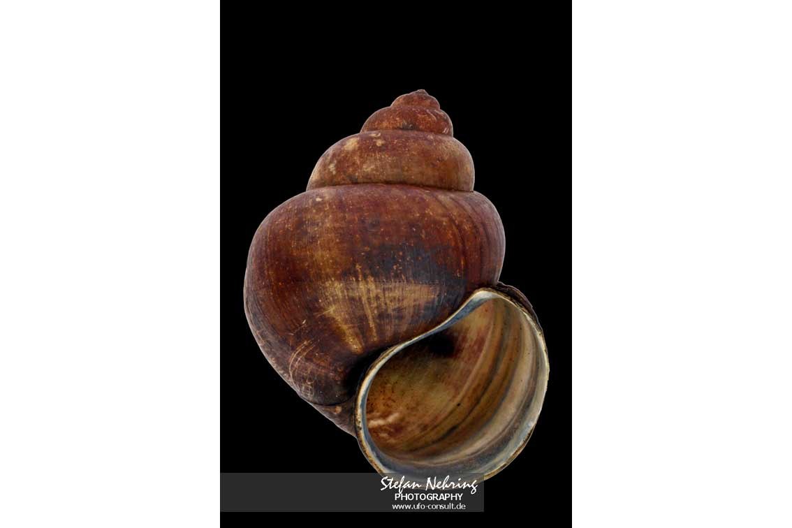 Cipangopaludina chinensis (Chinesische Sumpfdeckelschnecke)