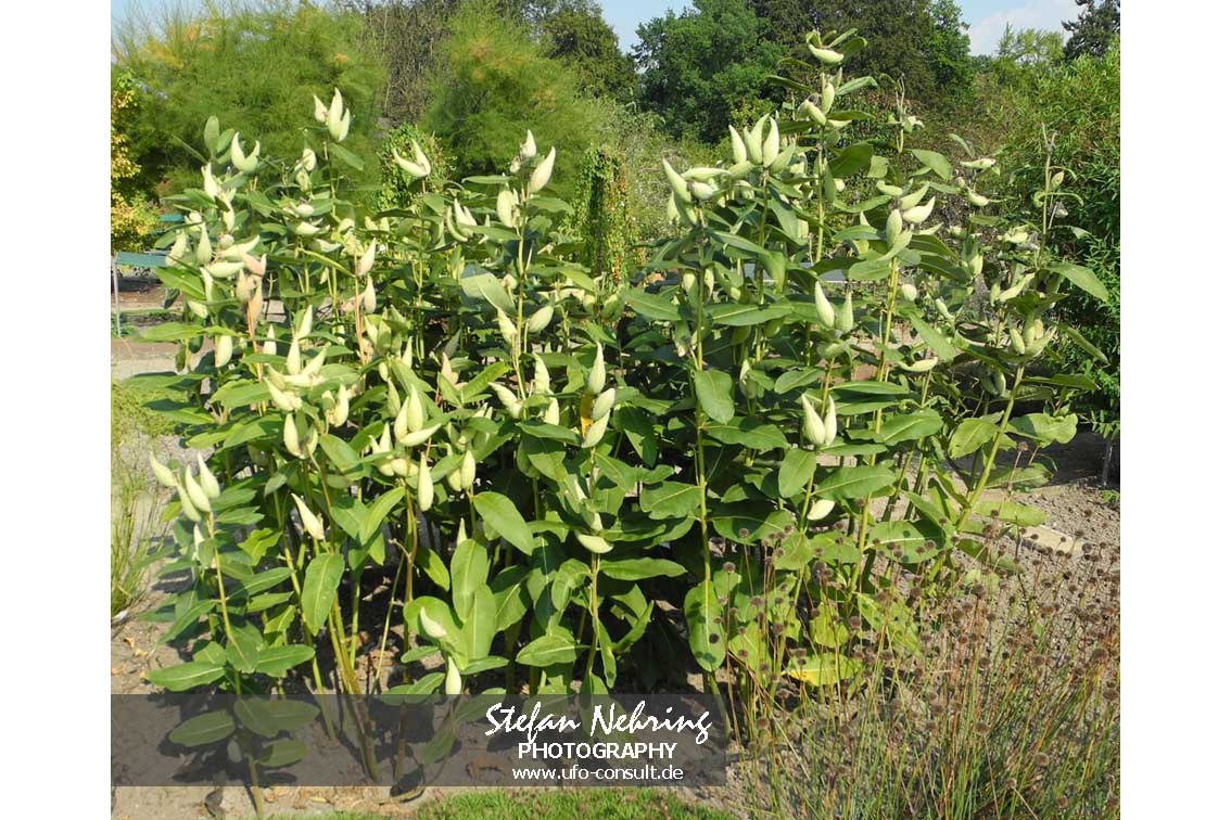 Asclepias syriaca (Gewöhnliche Seidenpflanze)