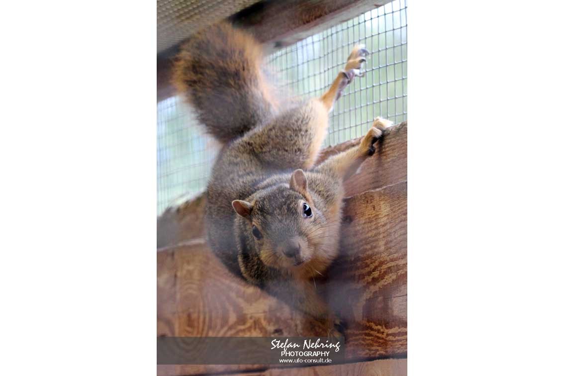 Sciurus niger (Fuchshörnchen)
