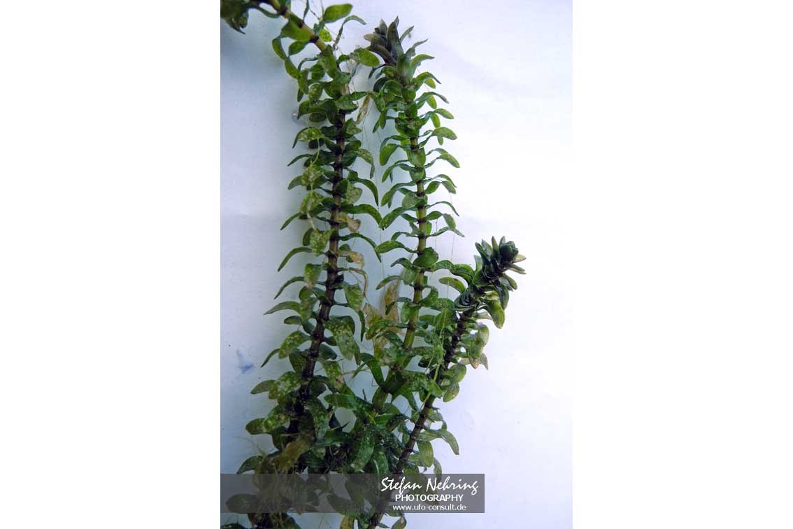 Elodea nuttallii (Schmalblättrige Wasserpest)