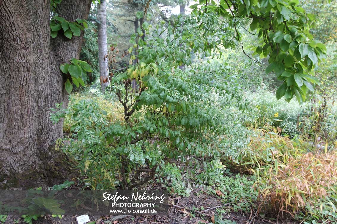 Baccharis halimifolia (Kreuzstrauch)