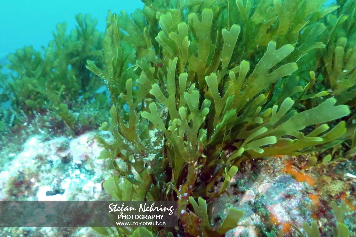 Rugulopteryx okamurae (Okamuras Braunalge)