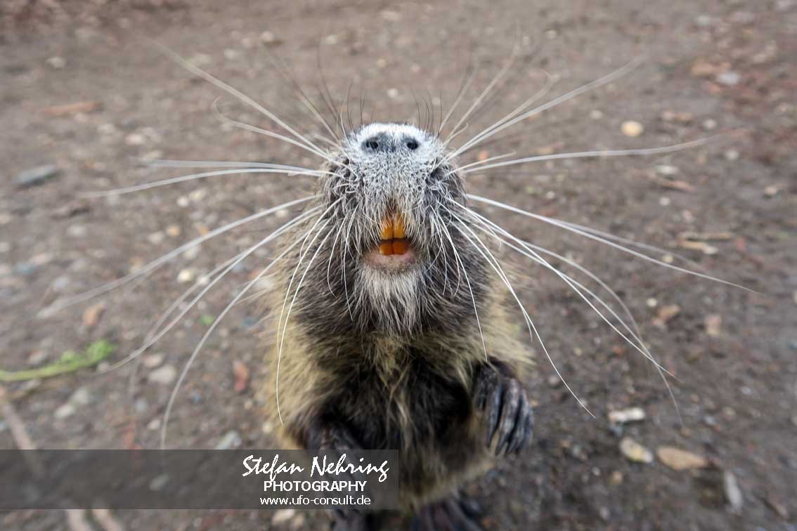 Myocastor coypus (Nutria)