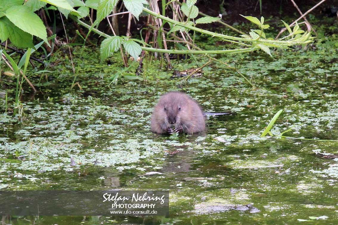 Ondatra zibethicus (Bisam)