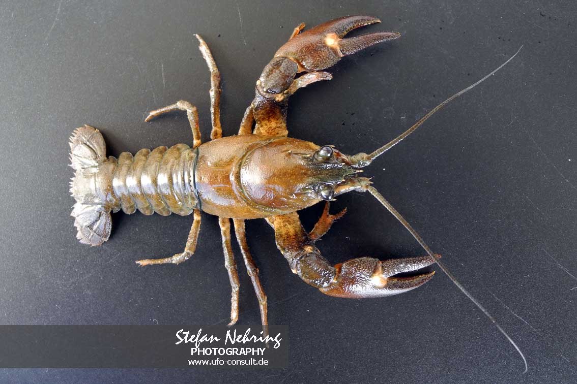 Pacifastacus leniusculus (Signalkrebs)
