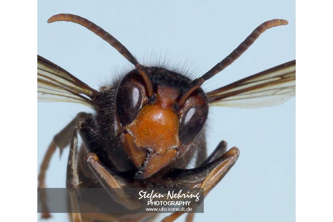 Vespa velutina nigrithorax (Asiatische Hornisse)