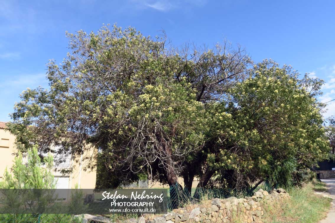 Acacia mearnsii (Schwarze Akazie)