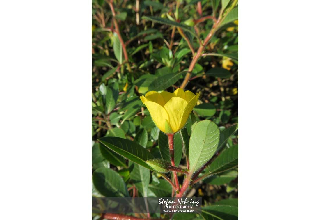 Ludwigia peploides (Flutendes Heusenkraut)